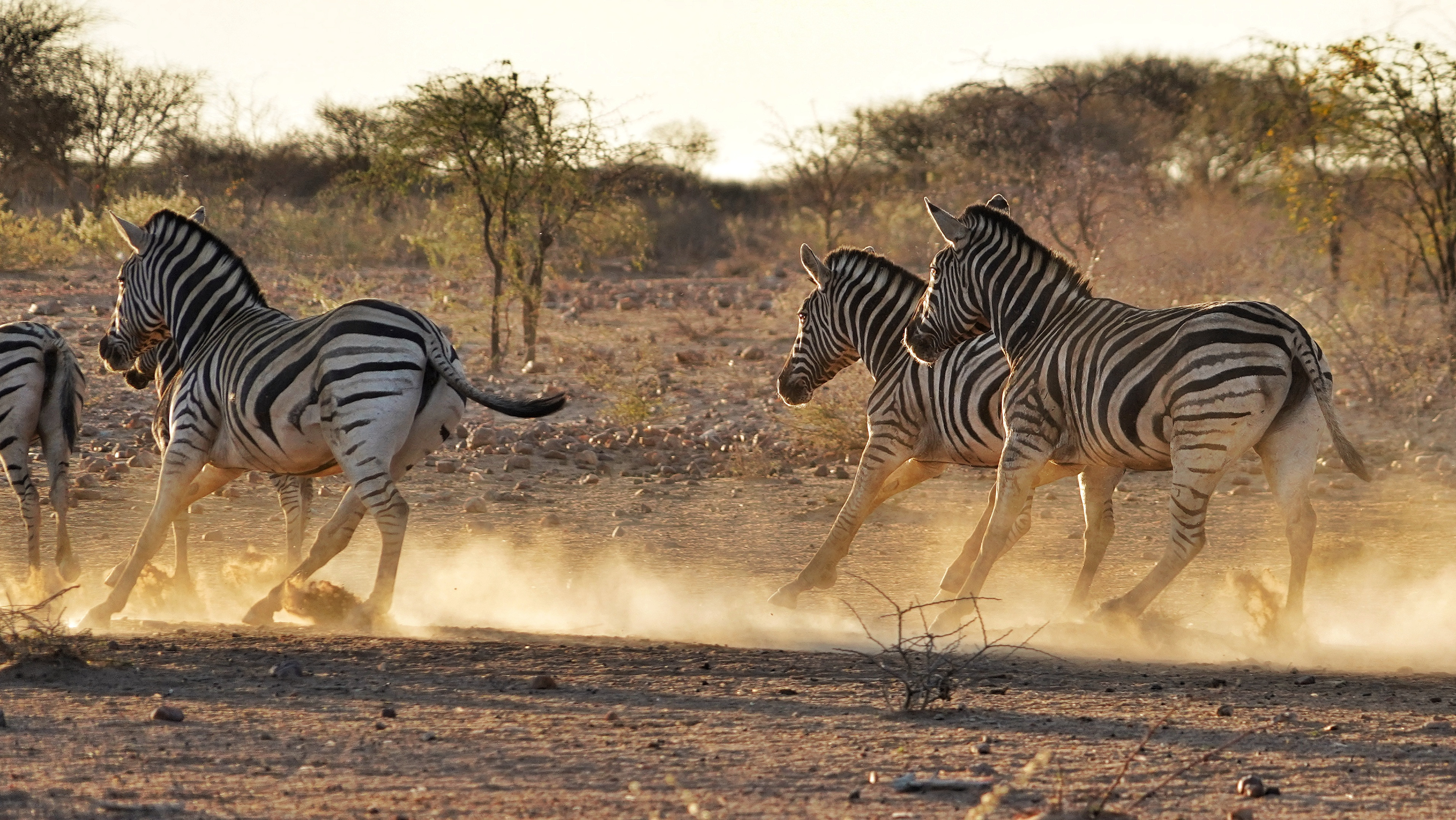 Kibble Namibia jaktresa med WIL Kibble Namibia jaktresa med WIL